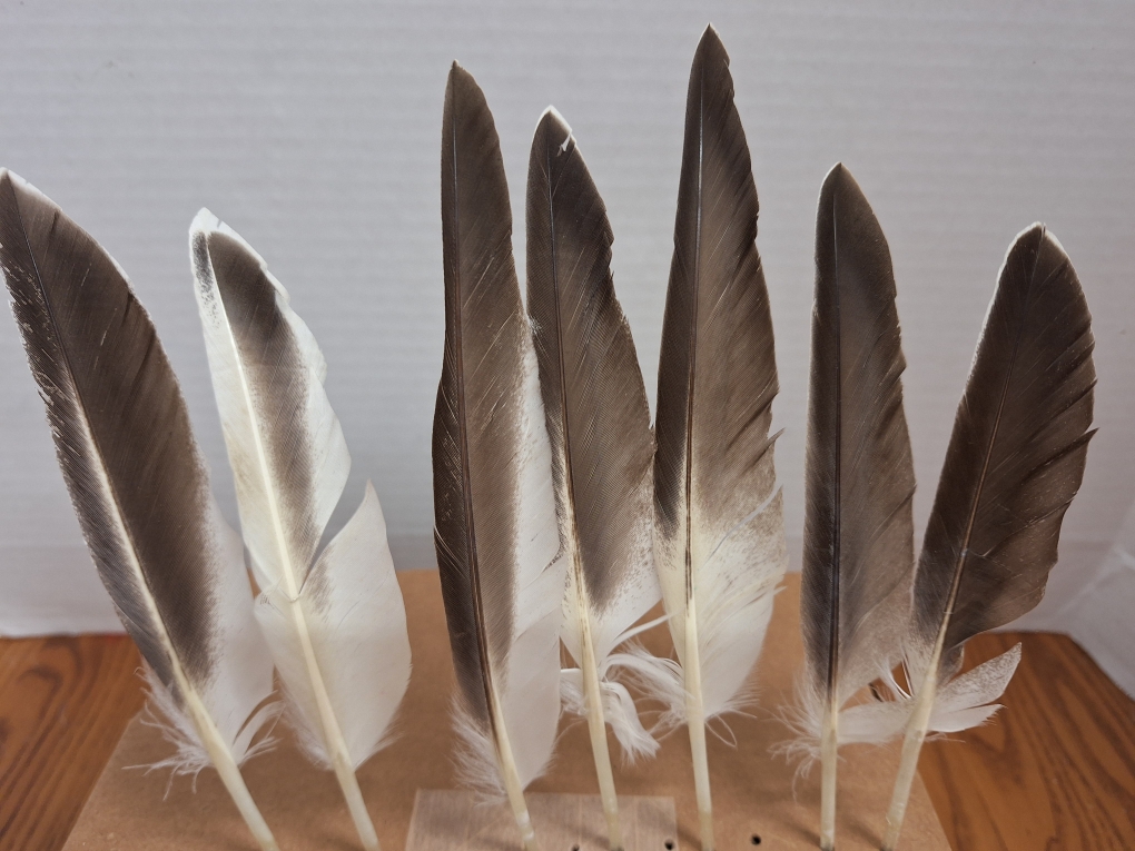 GARNI　Rag Feather - S Rooster & Goose Feathers For Sale - Saddles, Hackles & Schlappen
